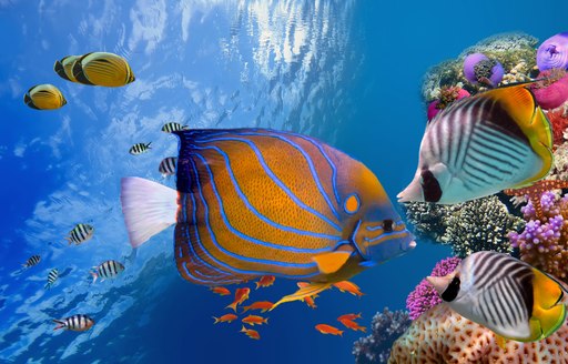 Tropical fish swimming in the Great Barrier Reef