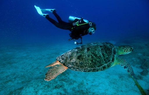 scuba diver swims alongside a sea turtle in the Great Barrier Reef, Australia