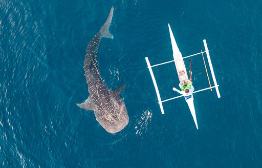 a man using the water toys of his lucury charter yacht discoveres a whale shark who has just surfaced to say hello