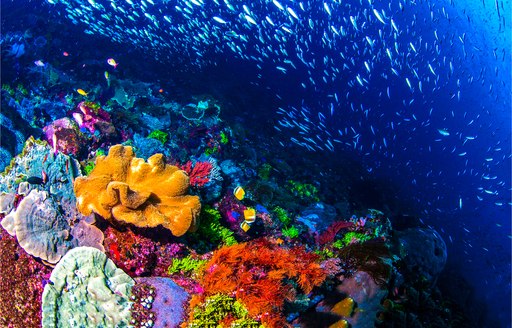 bright coral in the maldives