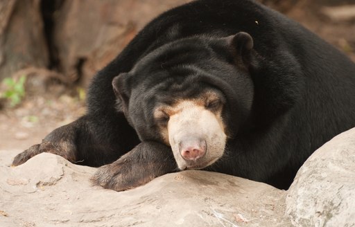 sun bear sleeps lazily in a thailand zoo