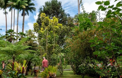 Jardin de Balata Martinique garden