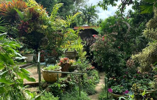 Hunte's Gardens Barbados plants