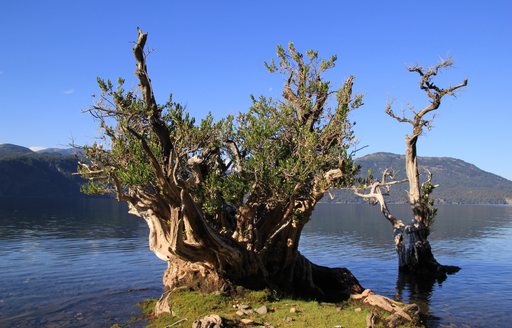 Tree in water in Patagonia