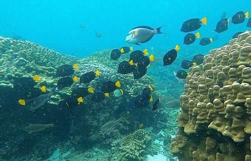 Daymaniyat Islands Oman fish, coral reef