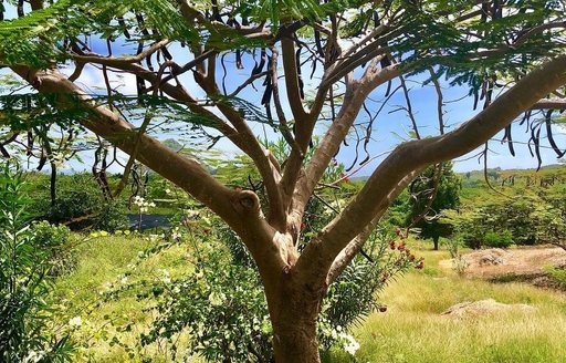 Grenada - Levera National Park tree