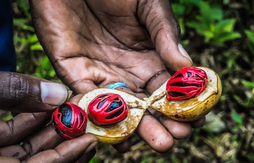 hands hold bright red nutmeg seeds on pemba island, near tanzania