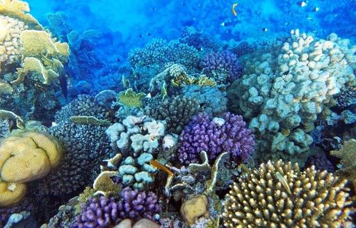 Multicolored coral and plants