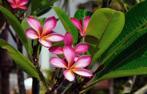 Pink frangipani flowers at full bloom