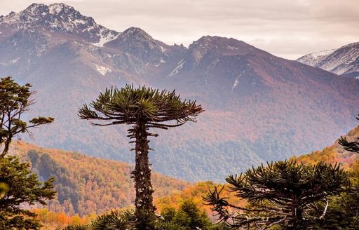 Patagonia - Parque Nacional Lanín mountains trees
