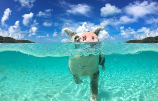 Swimming pig in azure waters