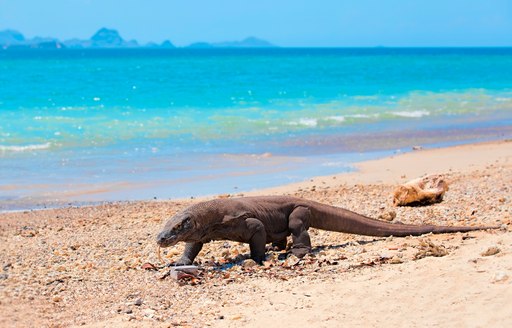 Komodo dragon walks along the shore on Komodo