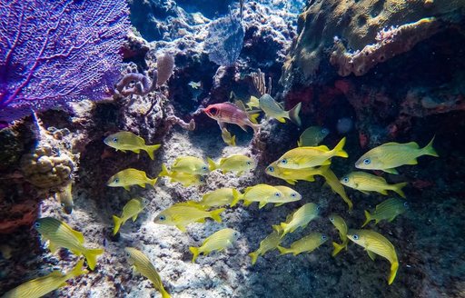 Deadman's Reef Bahamas coral, fish