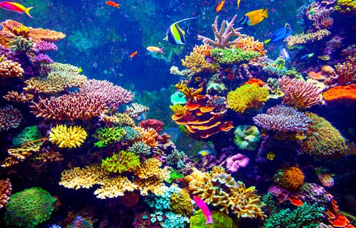 Brightly coloured coral reef in the Caribbean with fish and sealife