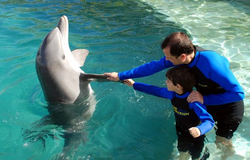 people dolphin training at Miami Seaquarium 