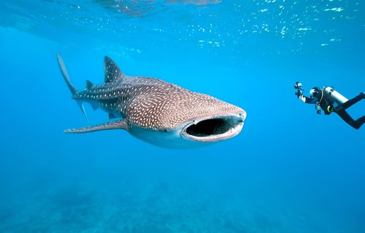 man swims next to whale shark off the coast of Thanda Island