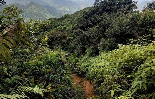 Grenada - Mount Qua Qua path