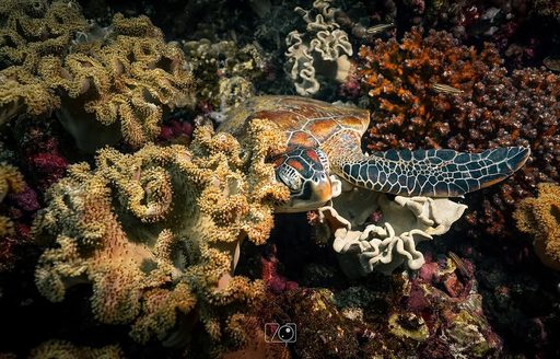 Daymaniyat Islands Oman turtle, coral
