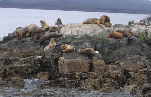 Patagonia - Parque Nacional Tierra del Fuego Sea Lions Beagle Channel