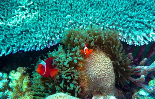 clownfish emerging from bright blue coral reef in papua new guinea