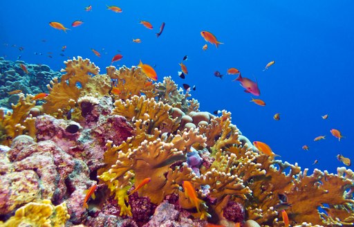 Caribbean coral reef, with fish and bright coloured coral