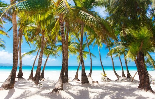 palm tree line white sandy beach in the Bahamas