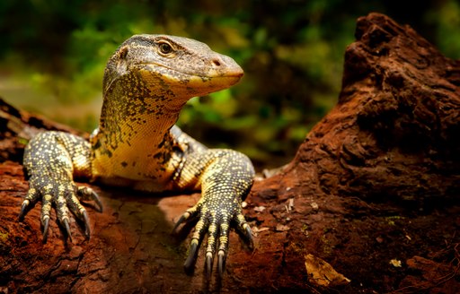 a monitor lizard in Thailand looking out of it's habitata towards luxury yacht charterers who came to visit the lizard sanctuary in phuket
