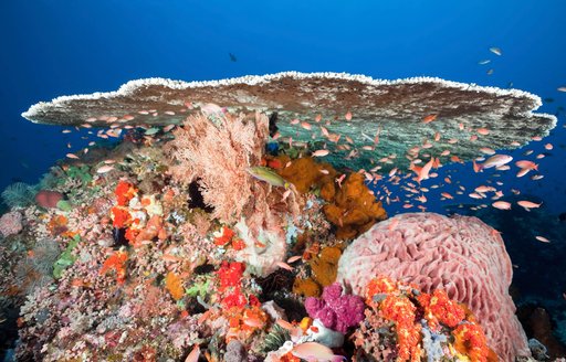 beautiful and colourful coral table in Komodo, Indonesia