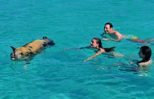 swimming pigs bahamas yacht rental