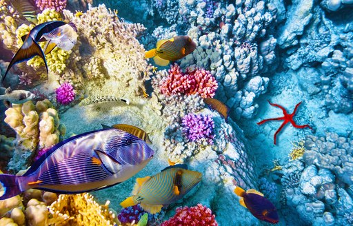 Belize coral reefs, with angel fish