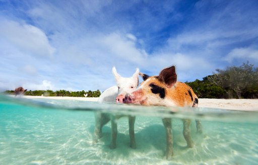 pig beach in the exumas