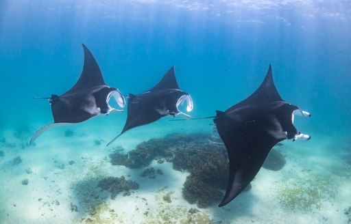 three manta rays surf the seabed of thailand while visitors on their luxury yacht charter cruise by