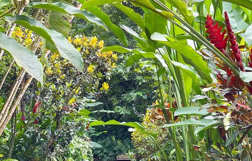 Diamond Falls Botanical Gardens & Mineral Baths St Lucia plants