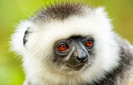 Close up image of a Lemur in Madagascar