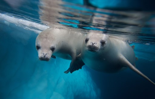 two seals swimming in the clear waters of Antarctica