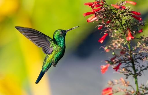 wildlife in antigua