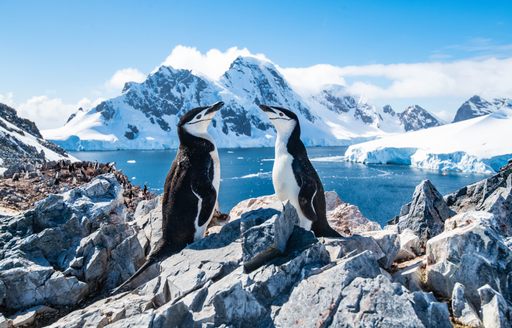 Penguins in Antarctica