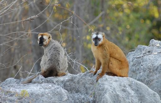 Tsingy De Bemaraha National Park National Park lemurs