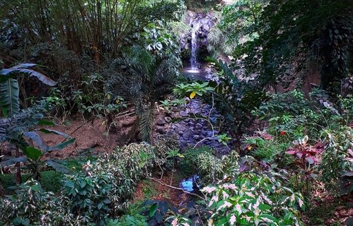 Grenada - Annandale Waterfall & Forest Park foliage