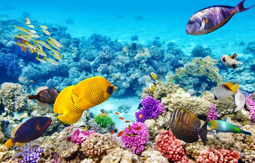 Coral reef near Whitsundays Island in Australia with brightly coloured fish and coral