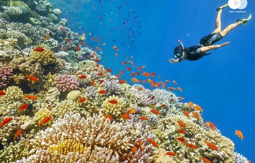 Giftun Islands Egypt coral reef scuba diver