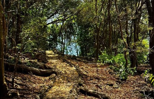 Farley Hill National Park Barbados forest