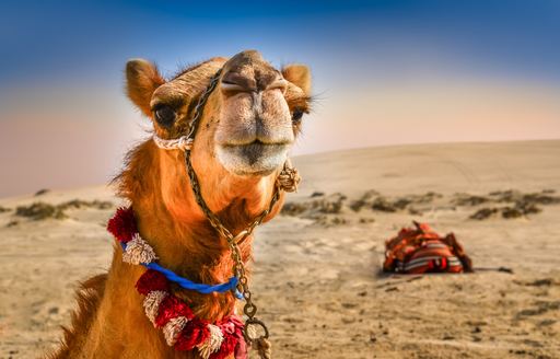 Close up of a camel's face in Abu Dhabi