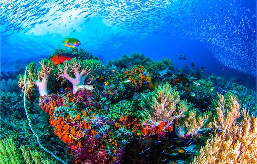 Coral garden in the Caribbean