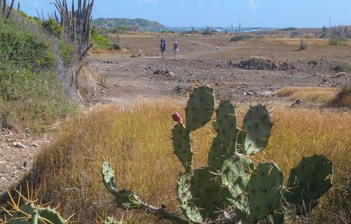 Savanna of Petrifications Martinique