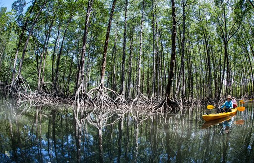 A lady on a kayak in the mangroves in the Mergui Archipelago on the Andaman Sea