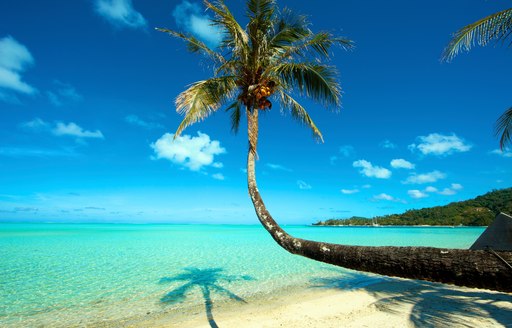 Palm tree on Tahiti Beach