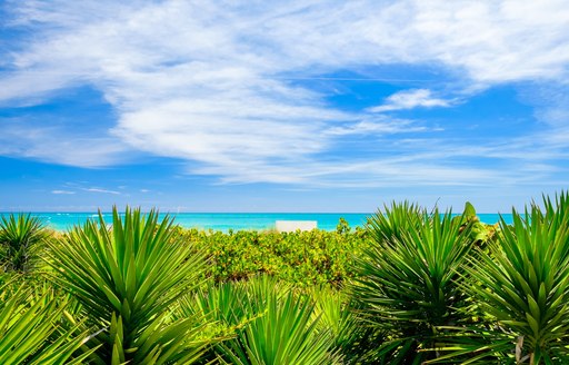 miami beach with green shrubs and blue sky