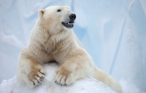 Polar bear perched on a mound of snow in Antarctica