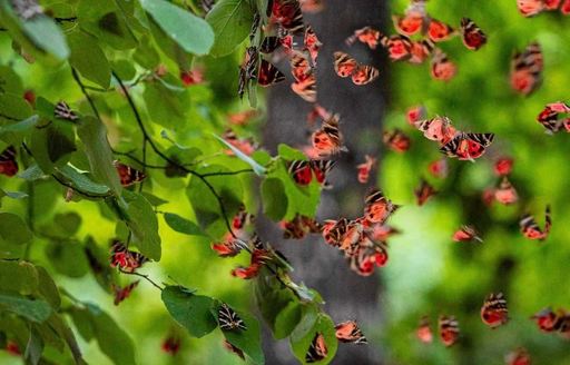 Butterflies Valley Rhodes butterflies